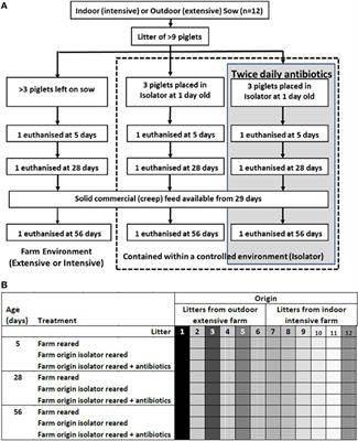 Development of Immune Cells in the Intestinal Mucosa Can Be Affected by Intensive and Extensive Farm Environments, and Antibiotic Use